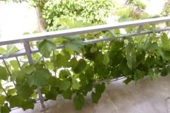 Apartments Sindičić Apartment 2 – APP 2 foto 4