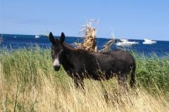 Big &amp; Small Konoba Apartment 2 – Small Konb foto 4