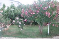 Villa Mirta Apartment 1 foto 3