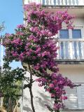 Apartments Lana Pirovac Apartment 2 – A2 foto 5