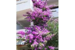 Apartments Ražanj (Apartments Soldić) Apartment 2 – A3 foto 4