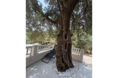 Old Fisherman*s House with balcony  Apartment 2 – Olive tree foto 2