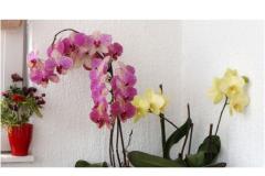 Apartments Ivo i Marija Apartment 5 – Apartman 6 foto 2