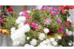 Apartments Ivo i Marija Apartment 2 – Apartman 3 foto 2