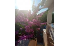 Apartments Galunić Apartment 1 – prizemlje foto 2