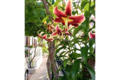 Apartments Milka-Jure Srima-Vodice Apartment 2 – Apartman 2 foto 4