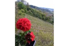 Apartments Potočki Apartment 2 – Apartman 2 foto 1