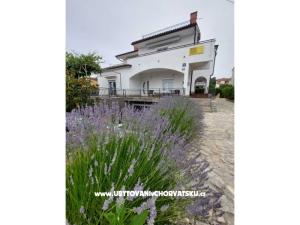 House Antica 