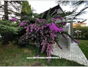 Flowers Apartment Medulin, Fucane 2