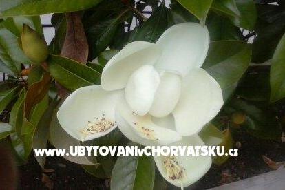 Apartments Magnolija Biograd Croatia