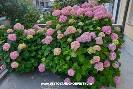 Apartments Rosi photo 3