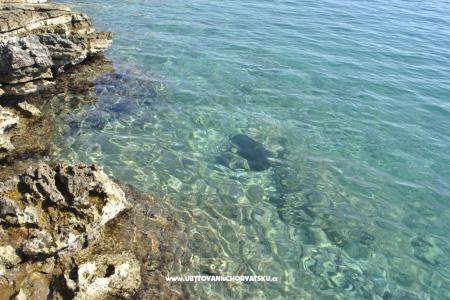 Villa Hvar Melody photo 4