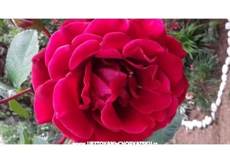 House Gardenia photo 2