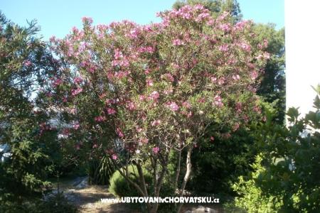 Apartments Grgin photo 4