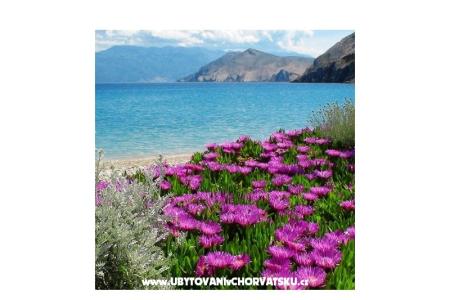 Apartments Capic photo 3