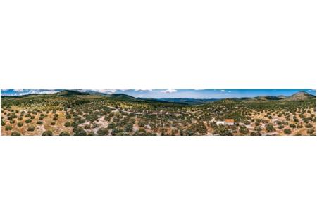 Green House (Dogs are welcome) photo 4