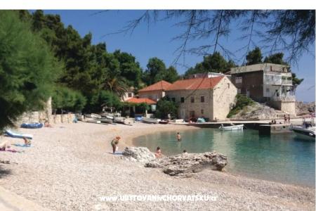 Two olive trees photo 2