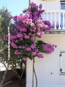 Apartnani Lana Pirovac photo 2