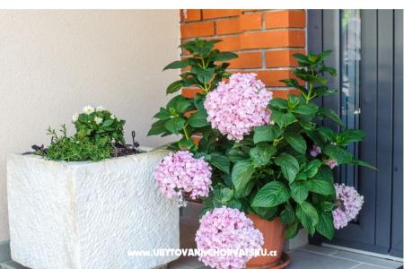 Apartments Andreja photo 3