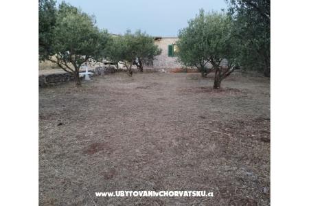 Olive grove photo 3