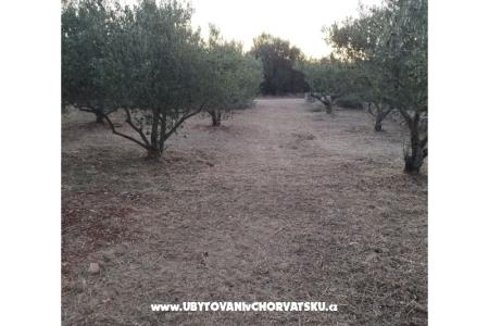 Olive grove photo 4