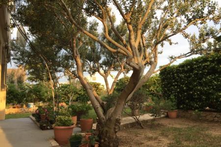 Apartments Biba i Luce photo 2