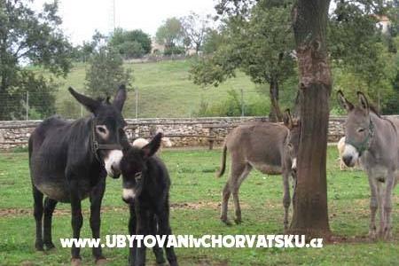Casa Matiki Žminj photo 3