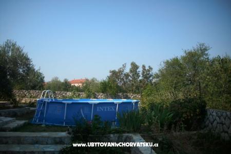 Dalmatian photo 3