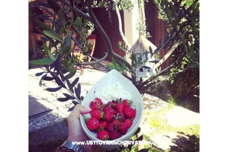 Apartment Dujmovic photo 4