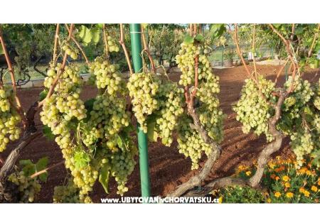 Colić Apartments  photo 3