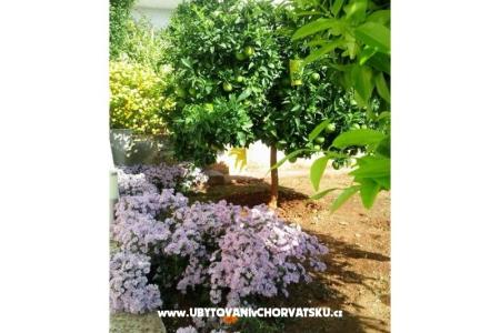 Apartments Zubak photo 3