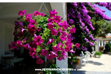 Pansion Jeric photo 3