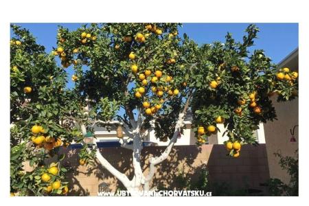 Villa Tanja *** photo 3