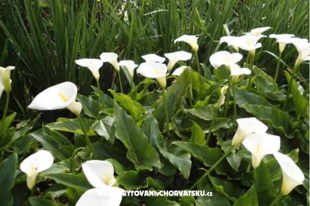 Villa Tanja *** photo 5