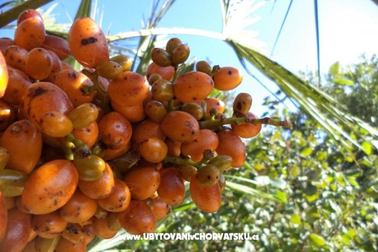 Apartments Lolinka Bibinje – photo 18