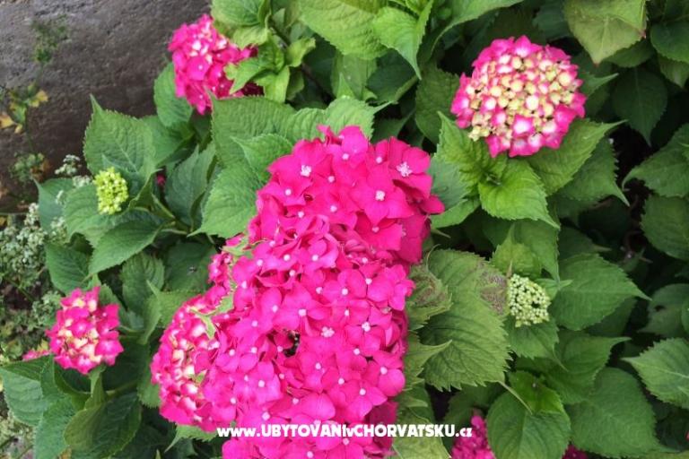 Apartments Jurov – photo 15