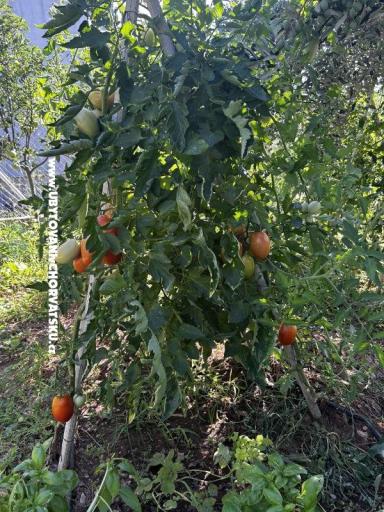 Primorje – photo 24