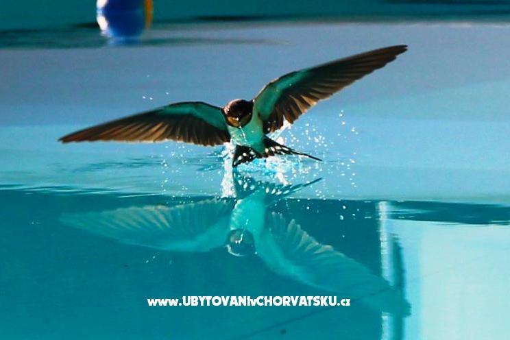 Villa Dora – photo 7