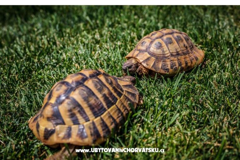 Peter´s Apartment – photo 7