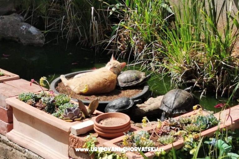 Apartments Vesna – photo 29