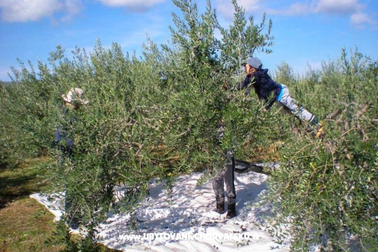 Villa PINA - Selca – photo 18