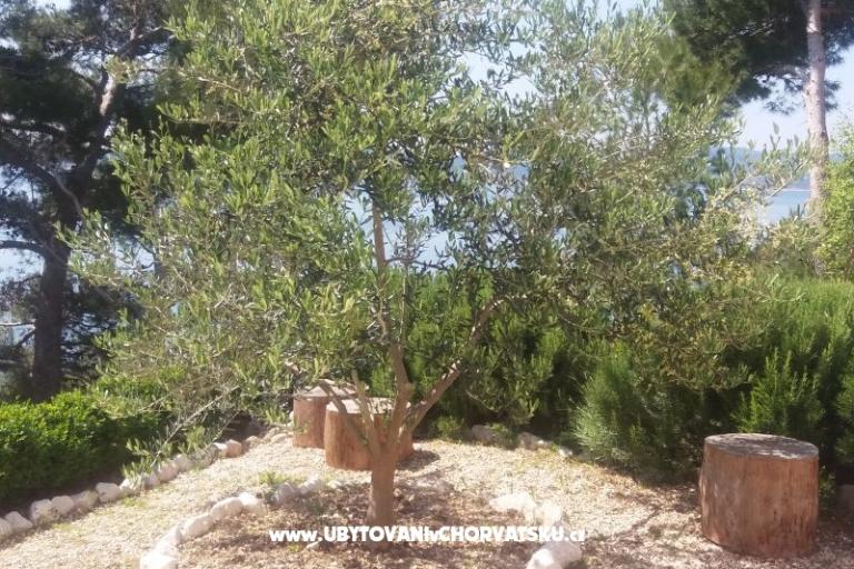 Apartments Vesna  - Brela – photo 5