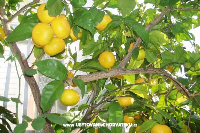 Apartments Orbanić – photo 12