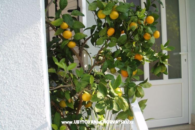 Apartments Orbanić – photo 14