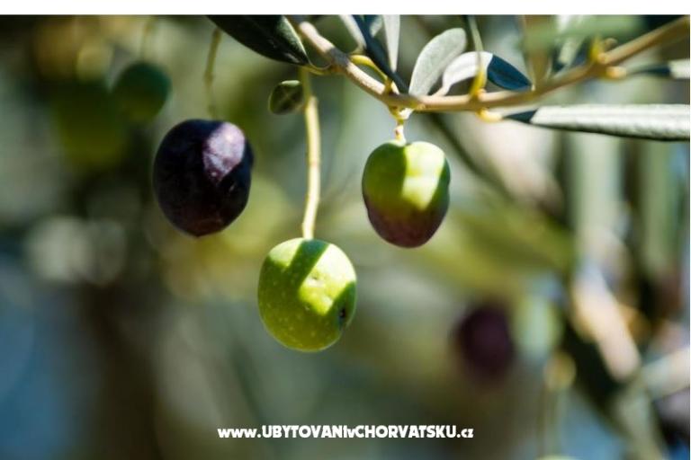 Apartment Franica – photo 13