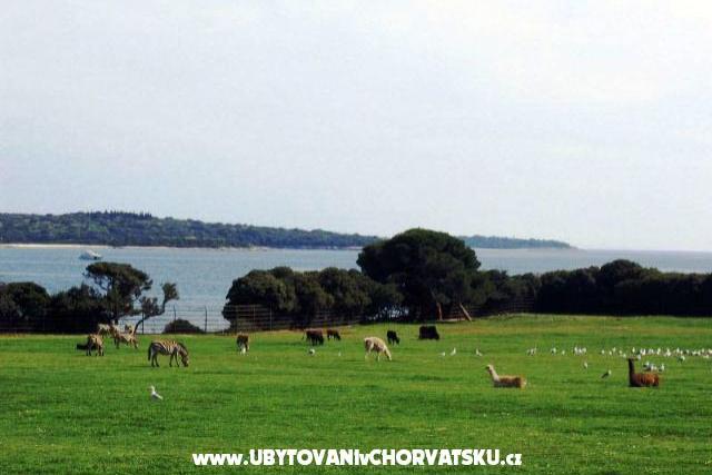 Apartment Buzleta – photo 16