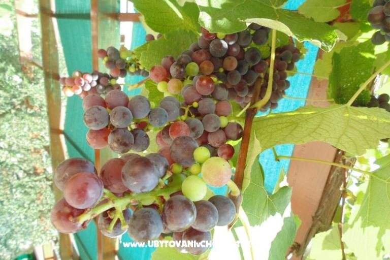 Apartments Josipović – photo 6