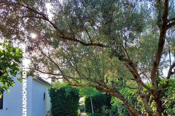 Vacation house - Apartment Milka – photo 13