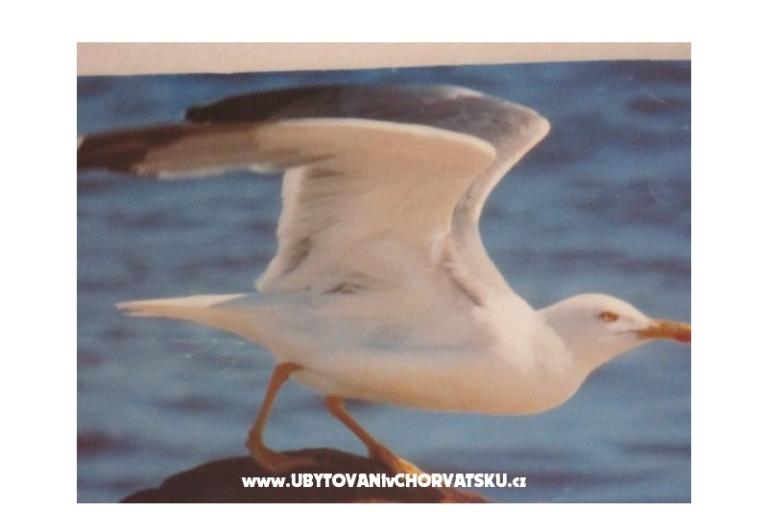 Apartments Pedišić – photo 17