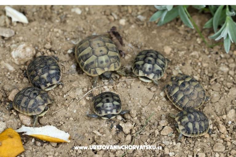 Dva labuda – photo 13